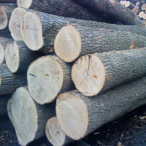Ash Round Logs Ash Round Logs