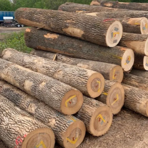 European White Ash Logs European White Ash Logs