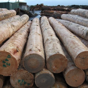 Radiata Pine Logs Radiata Pine Logs
