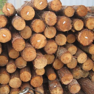 Yellow Southern Pine Logs Yellow Southern Pine Logs